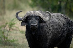 Craig Boddington on the Challenge of Hunting African Buffalo – Dallas Safari Club [VIDEO]