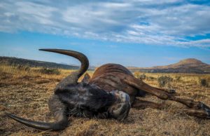Back from the Dead for a Minute Or Hunting South Africa’s Black Wildebeest